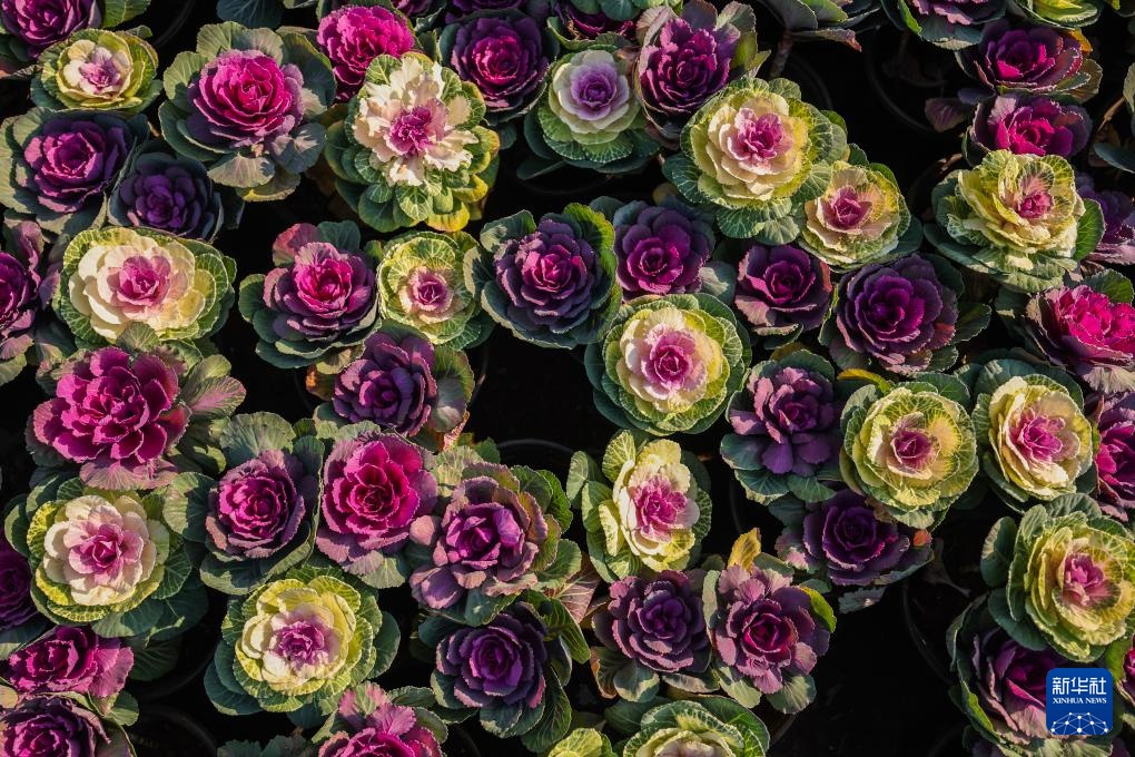 浙江金华：年宵花卉进入销售旺季