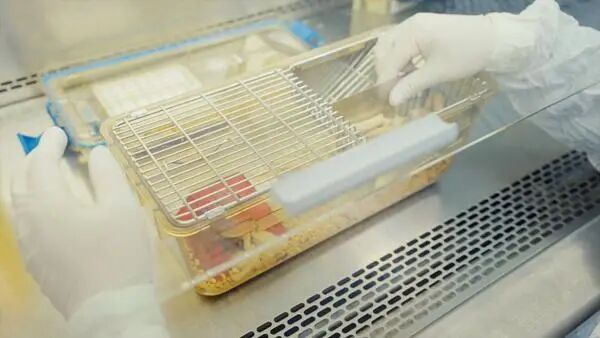 揭秘“太空小鼠”的“出差奇遇” 揭秘“太空小鼠”的“出差奇遇”