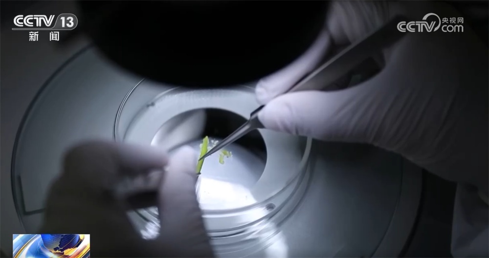 百姓“菜篮子”物丰量足“鲜”味浓 土特产点燃“年货经济”新引擎 百姓“菜篮子”物丰量足“鲜”味浓 土特产点燃“年货经济”新引擎