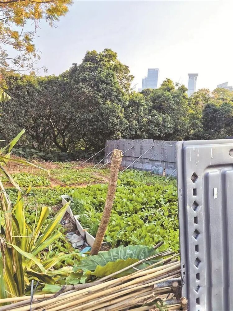 深圳香蜜公园惊现“私人菜园”?管理方:菜不是用来吃的,仅科普用 深圳香蜜公园惊现“私人菜园”?管理方:菜不是用来吃的,仅科普用