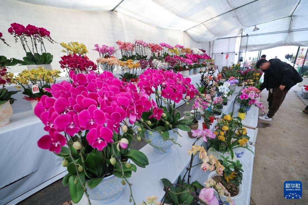 浙江金华：年宵花卉进入销售旺季