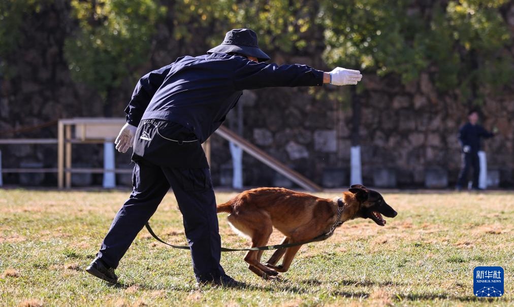 探访昆明犬“汪汪队警校”
