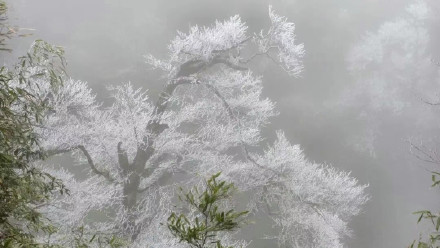 广西姑婆山雾凇满枝如遇仙境 玉树披银装️️ 广西姑婆山雾凇满枝如遇仙境 玉树披银装️️