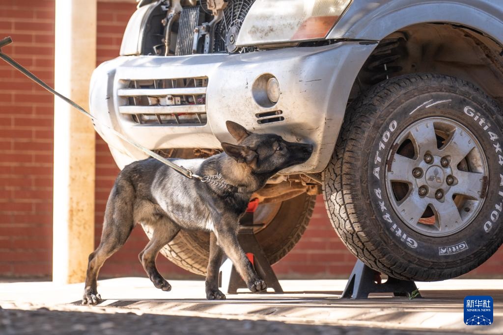 探访昆明犬“汪汪队警校”