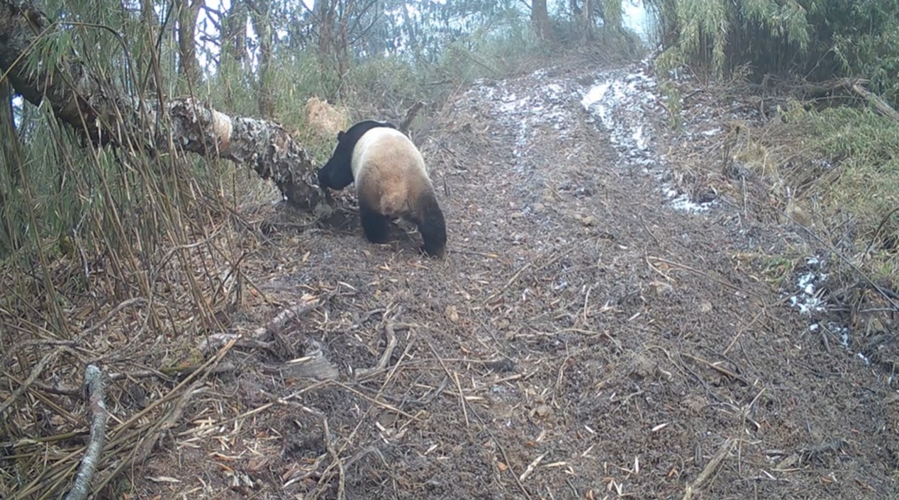 萌态十足!野生大熊猫被清晰“定格”了 萌态十足!野生大熊猫被清晰“定格”了