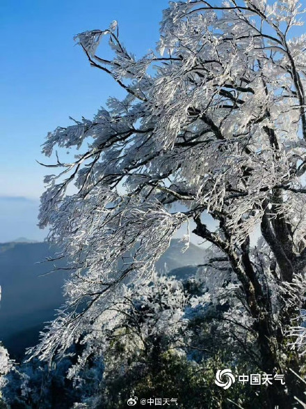 广西姑婆山雾凇满枝如遇仙境 玉树披银装️️ 广西姑婆山雾凇满枝如遇仙境 玉树披银装️️