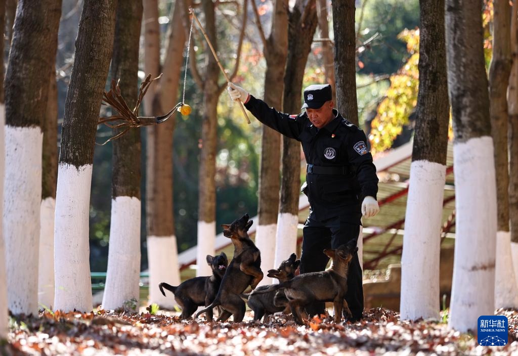 探访昆明犬“汪汪队警校”