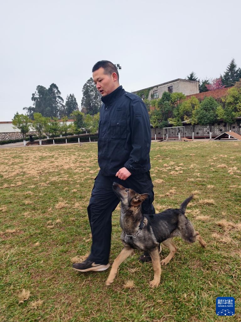 探访昆明犬“汪汪队警校”