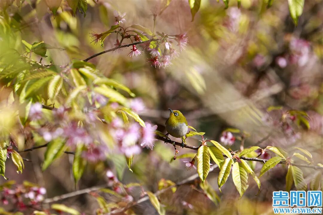美成一幅画!南明河畔的冬樱开了 美成一幅画!南明河畔的冬樱开了