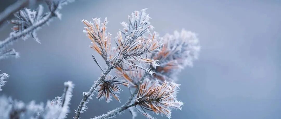 逼近20℃!南京“三九天”为啥这么热 逼近20℃!南京“三九天”为啥这么热