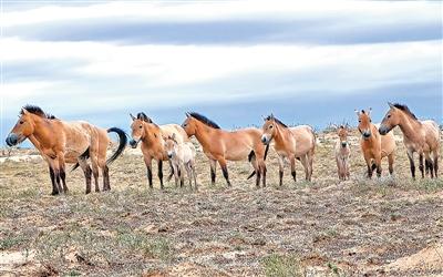 宣布绝迹几十年后，我国普氏野马已超900匹