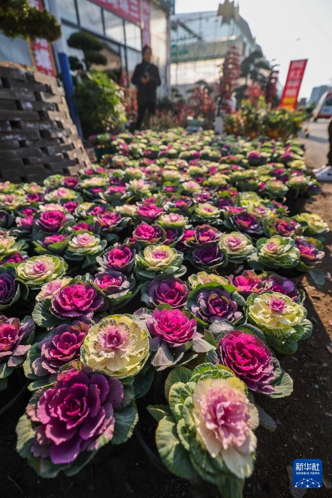 浙江金华：年宵花卉进入销售旺季