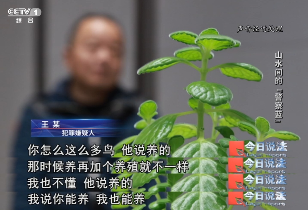 不是你想养就能养!这些陆龟和画眉鸟禁止私下买卖…… 不是你想养就能养!这些陆龟和画眉鸟禁止私下买卖……