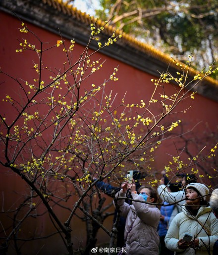 蜡梅盛开,香气袭人 蜡梅盛开,香气袭人