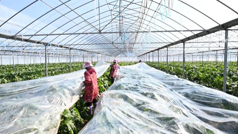 江西：多地出现霜冻天气 积极应对防御