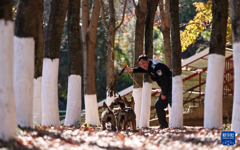 探访昆明犬“汪汪队警校”