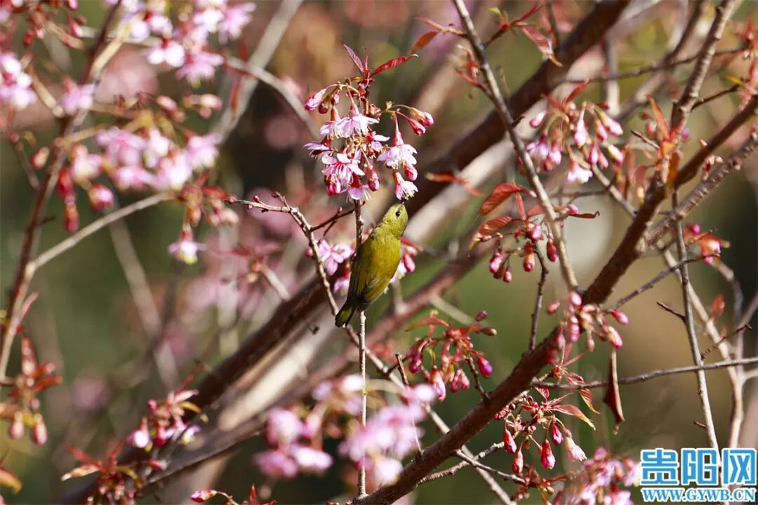 美成一幅画!南明河畔的冬樱开了 美成一幅画!南明河畔的冬樱开了