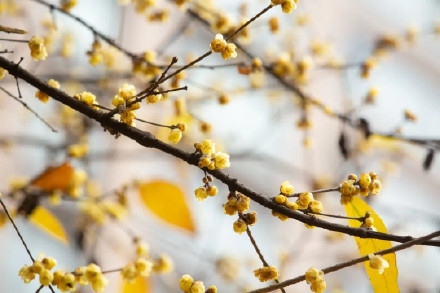 最高15℃！重庆“三九”热“huo”天，红梅蜡梅邀君赏！