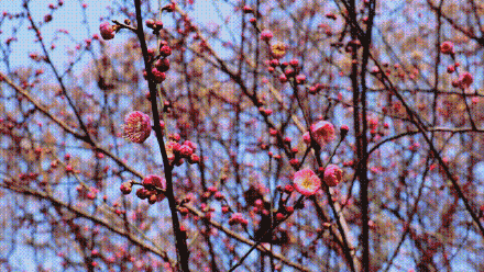最高15℃！重庆“三九”热“huo”天，红梅蜡梅邀君赏！