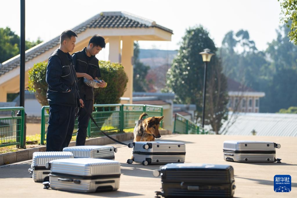 探访昆明犬“汪汪队警校”
