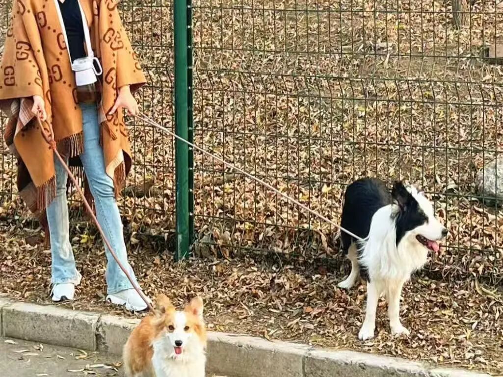 家具、电器、狗、陪伴……万物皆可租