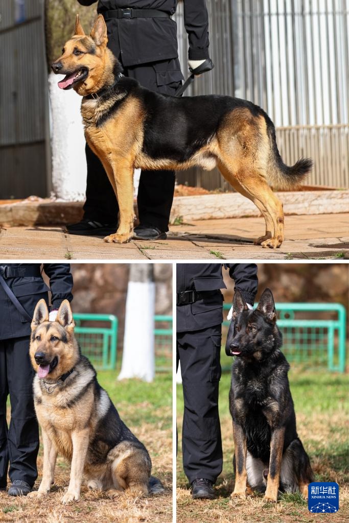 探访昆明犬“汪汪队警校”