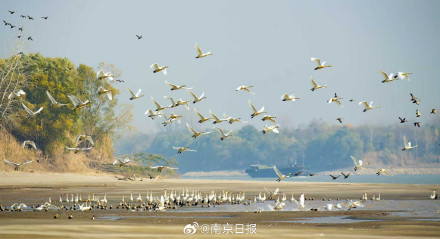 新济洲迎来新一波“飞行嘉宾”