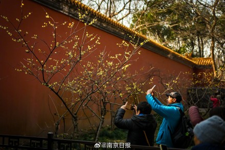 蜡梅盛开,香气袭人 蜡梅盛开,香气袭人