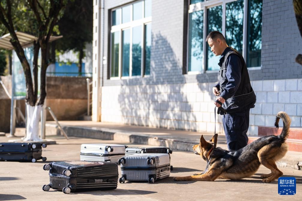 探访昆明犬“汪汪队警校”