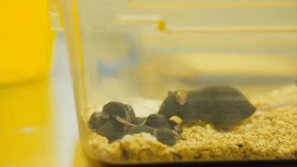 揭秘“太空小鼠”的“出差奇遇” 揭秘“太空小鼠”的“出差奇遇”