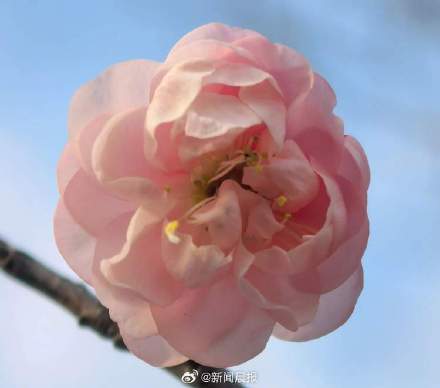 春节上海有望在梅花盛开中度过！上海第一缕梅香已经飘来，蜡梅也已零星开放