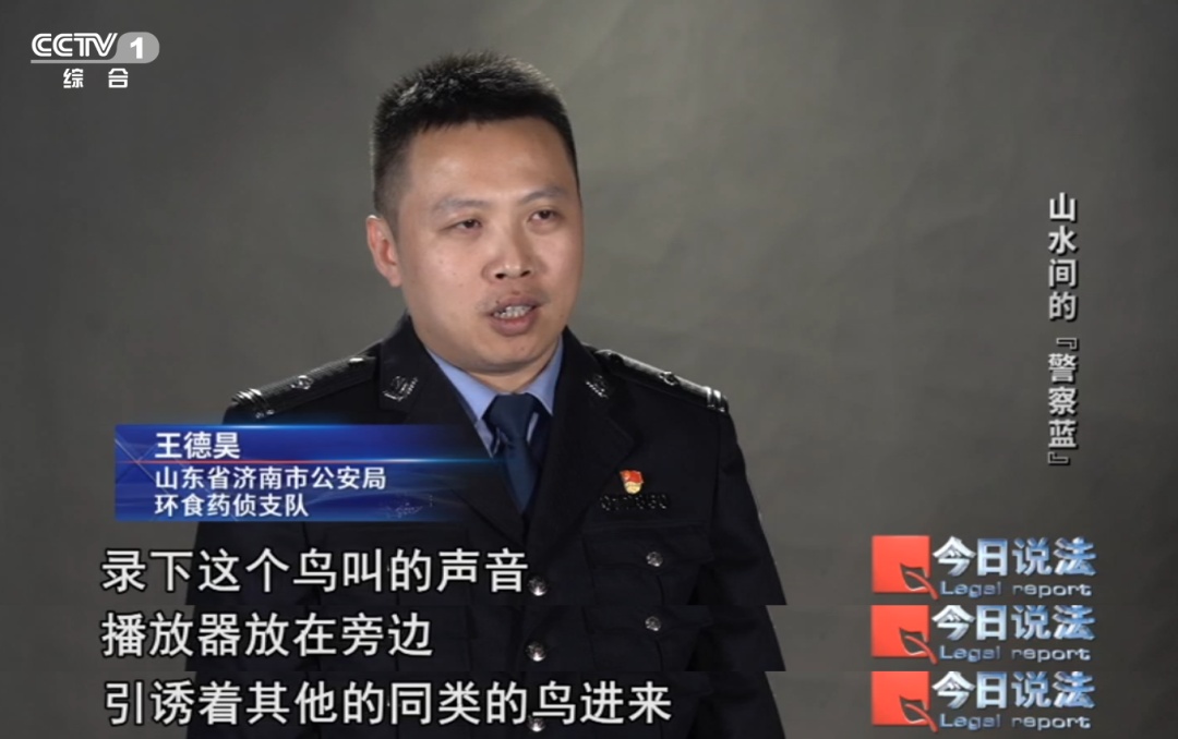 不是你想养就能养!这些陆龟和画眉鸟禁止私下买卖…… 不是你想养就能养!这些陆龟和画眉鸟禁止私下买卖……