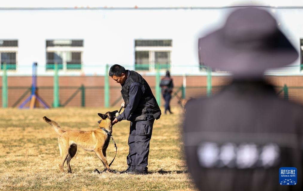 探访昆明犬“汪汪队警校”