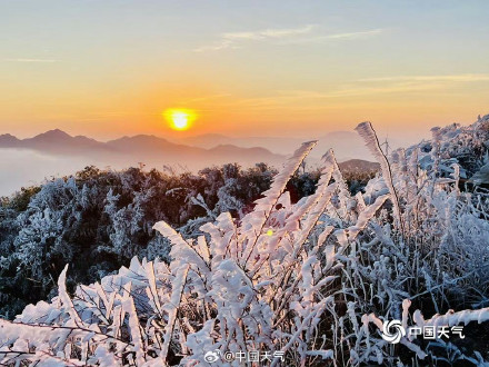 广西姑婆山雾凇满枝如遇仙境 玉树披银装️️ 广西姑婆山雾凇满枝如遇仙境 玉树披银装️️