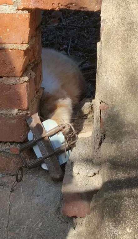 一高校内疑现捕兽夹 校方称已安排巡山