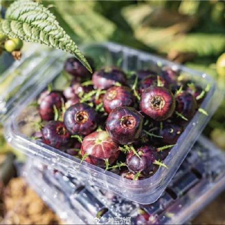 当心过敏！这种水果形似蓝莓需谨慎尝试