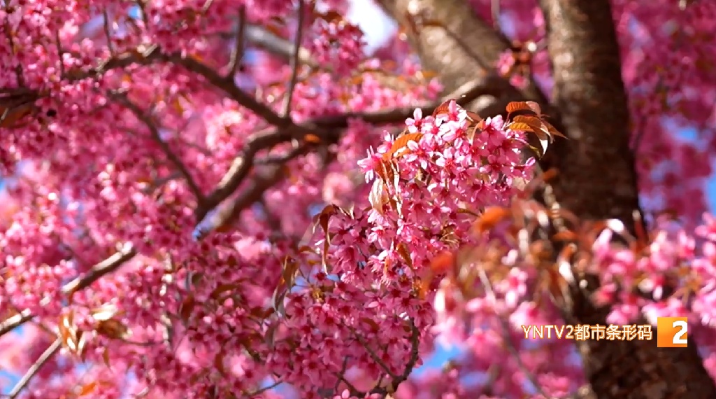 昆明冬日限定美景上线！冬樱花迎来盛花期，拍照打卡超出片！