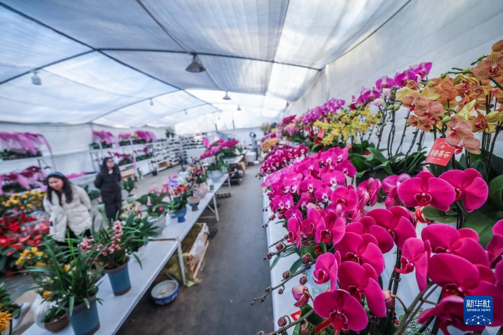 浙江金华：年宵花卉进入销售旺季