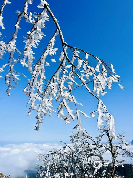 广西姑婆山雾凇满枝如遇仙境 玉树披银装️️ 广西姑婆山雾凇满枝如遇仙境 玉树披银装️️