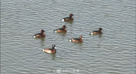 新济洲迎来新一波“飞行嘉宾”