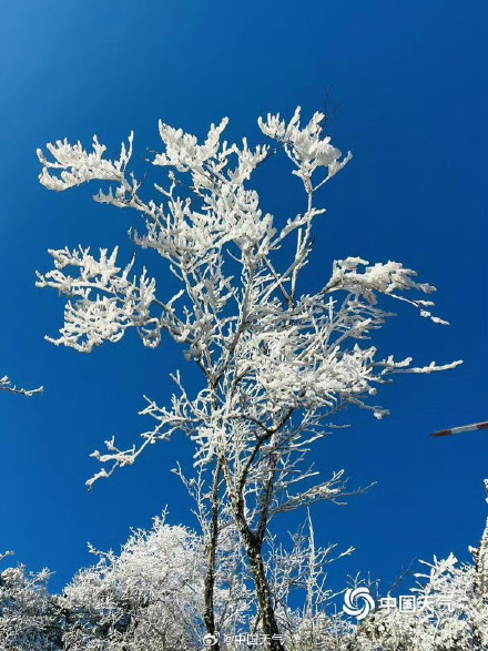广西姑婆山雾凇满枝如遇仙境 玉树披银装️️ 广西姑婆山雾凇满枝如遇仙境 玉树披银装️️