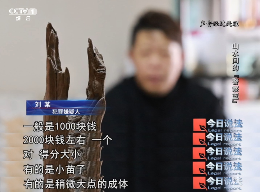 不是你想养就能养!这些陆龟和画眉鸟禁止私下买卖…… 不是你想养就能养!这些陆龟和画眉鸟禁止私下买卖……