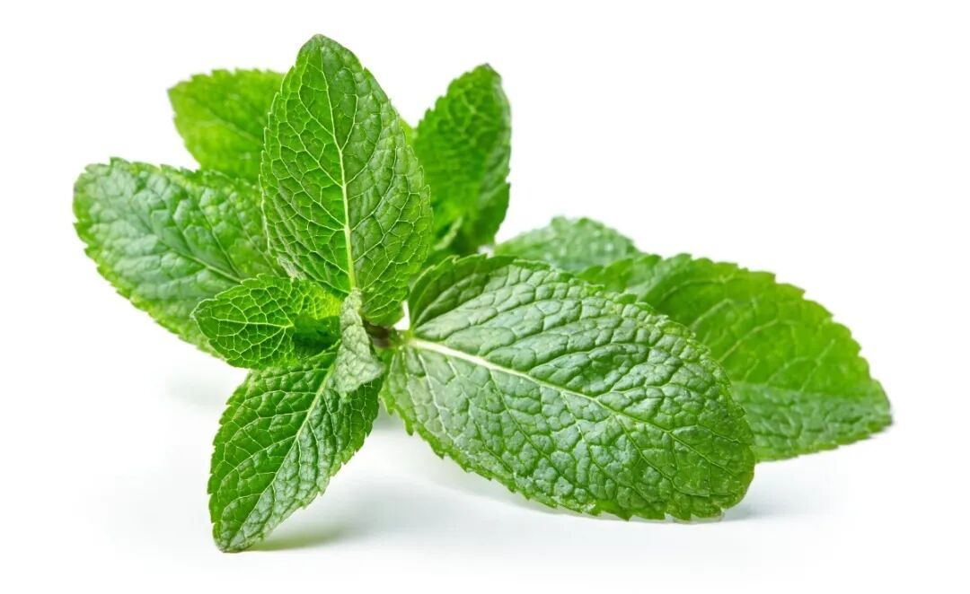 可以吃的“肺部加湿器”!燥热没了,津液足了,老“痰根”也清了! 可以吃的“肺部加湿器”!燥热没了,津液足了,老“痰根”也清了!