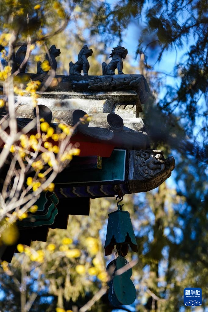 北京卧佛寺:古刹寻梅 北京卧佛寺:古刹寻梅