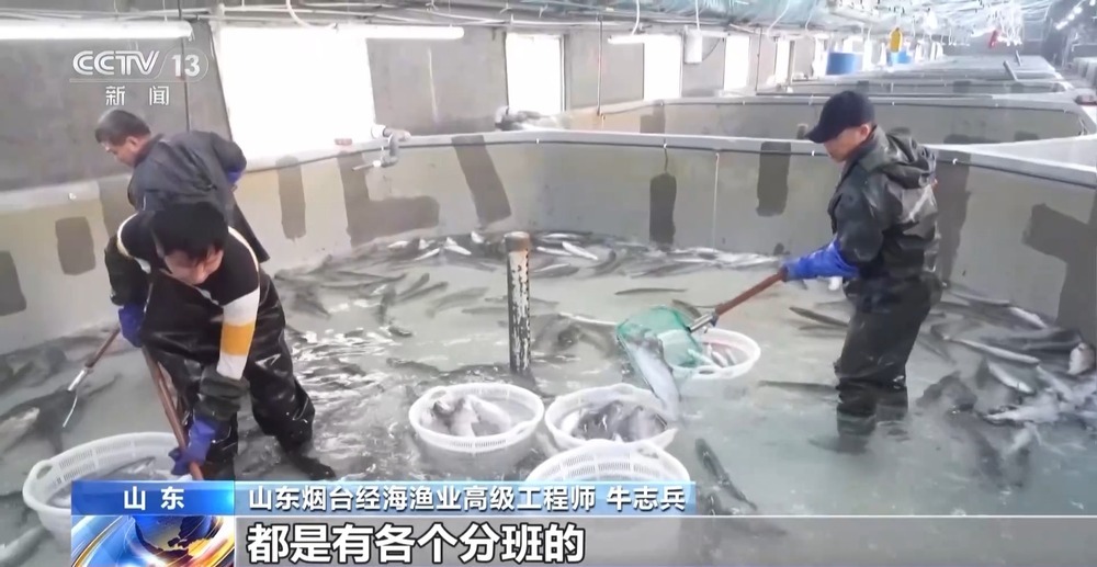 “十五五”开好局 起好步丨上百万尾鱼苗跨越山海 “蓝色粮仓”加速丰盈