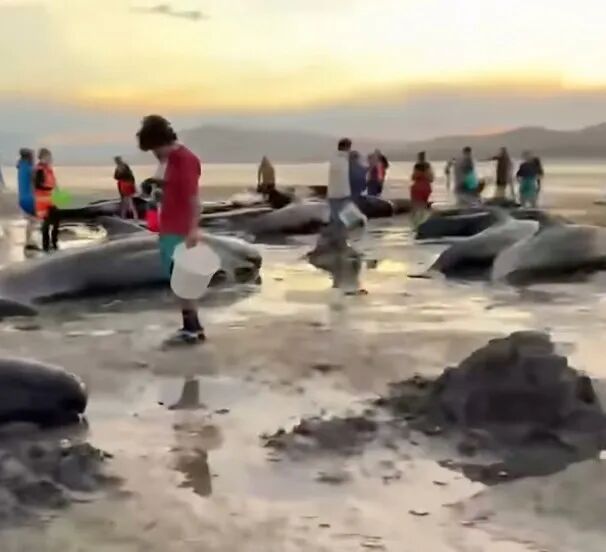 55头领航鲸在新西兰海域发生群体搁浅事件，其中6头死亡，经多日解救仍有15头搁浅