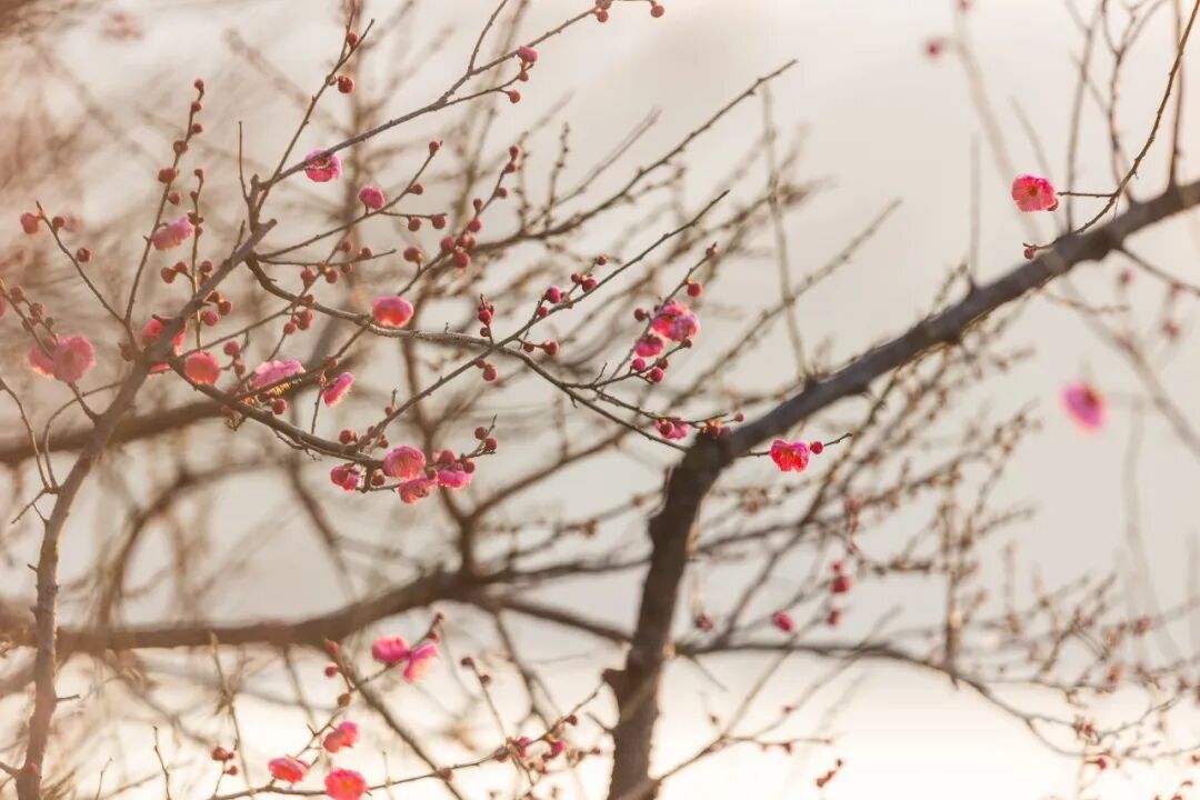 报！玄武湖桂花开了