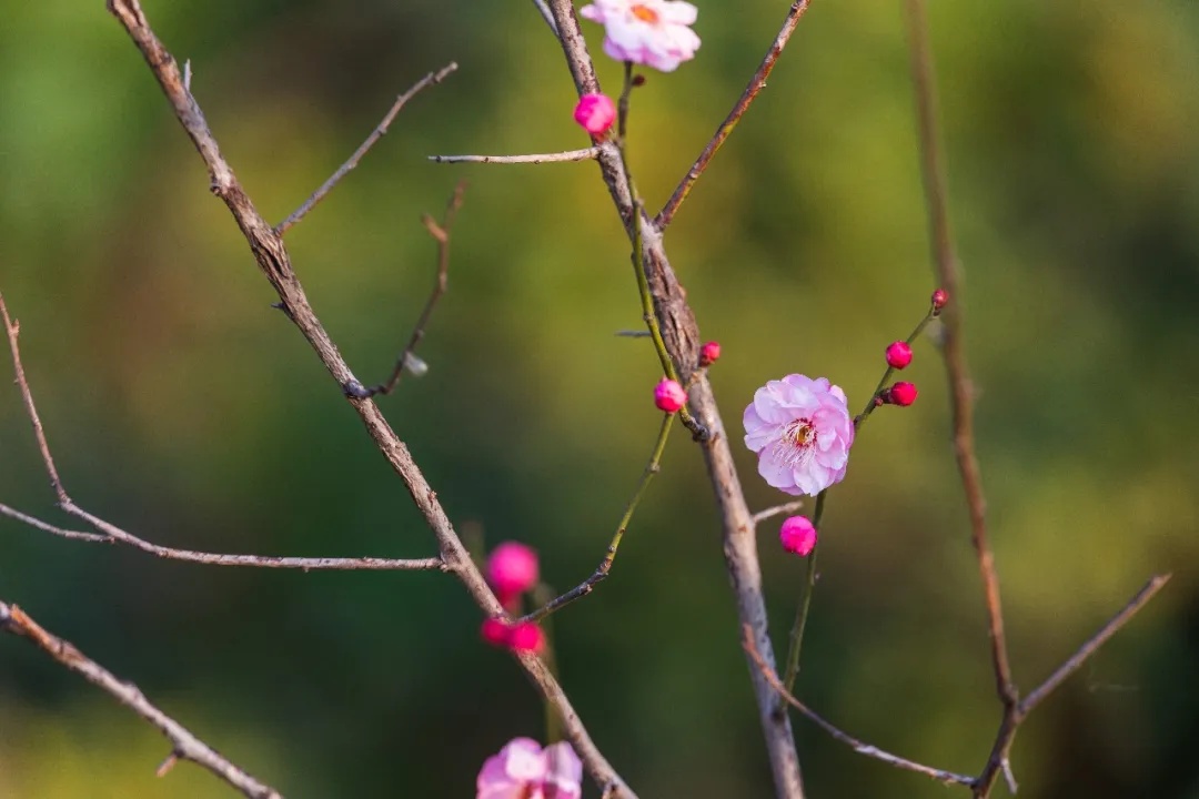 报！玄武湖桂花开了