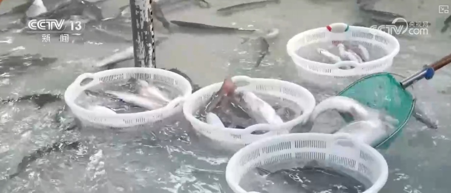 “智慧化养殖+保姆式服务”加速丰盈“蓝色粮仓” 海洋经济释放强劲动能