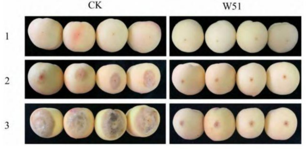 为什么车厘子历经一个月到中国还不坏？